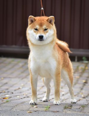 ВАТАШИ ОМАМОРИ ФАЙН БОЙ