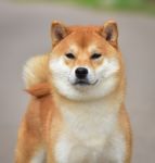 ВАТАШИ НО ОМАМОРИ ФАЙН БОЙ