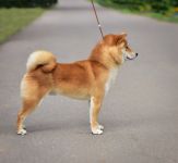 ВАТАШИ НО ОМАМОРИ ФАЙН БОЙ