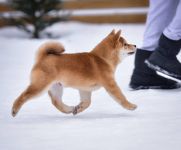 ВАТАШИ НО ОМАМОРИ ФАЙН БОЙ