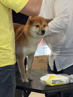 Äåâî÷êà Äçåìáè Òàôè Èìà